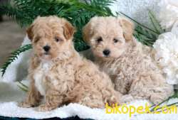 Maltipoo Mini Yavrularımız 2