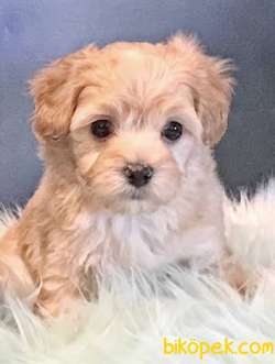 Maltipoo Mini Yavrularımız 3