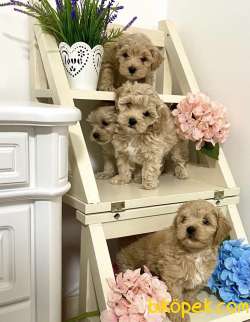 Maltipoo Mini Yavrularımız Tuy Dökmez Koku Yapmaz 1