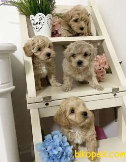 Maltipoo Mini Yavrularımız Tuy Dökmez Koku Yapmaz 2