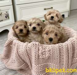 Maltipoo Mini Yavrularımız Tuy Dökmez Koku Yapmaz 3