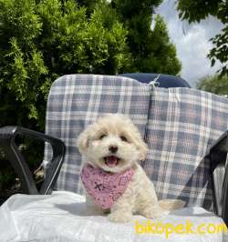 Maltipoo Mini Yavrumuz 4