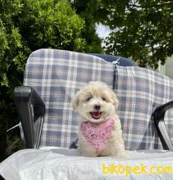 Maltipoo Mini Yavrumuz 2