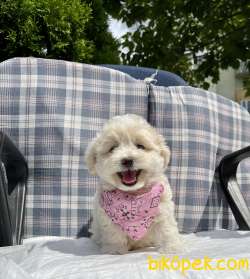 Maltipoo Mini Yavrumuz 1