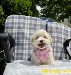 Maltipoo Mini Yavrumuz 3