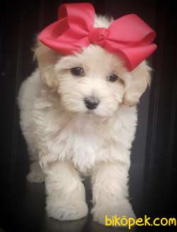 Maltipoo Mix Irk Mini Boy Dişi Erkek  Yavrular 1