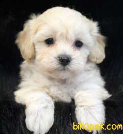 Maltipoo Mix Irk Mini Boy Dişi Erkek  Yavrular 2