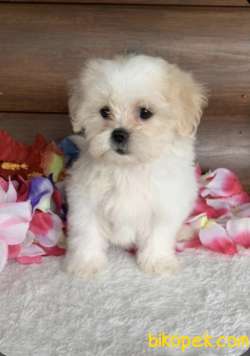 Maltipoo Mix Irk Mini Boy Dişi Erkek  Yavrular 3