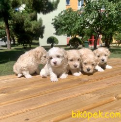 Maltipoo Mix Irk Yavrular 3
