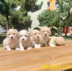 Maltipoo Mix Irk Yavrular 1