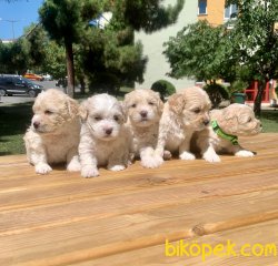 Maltipoo Mix Irk Yavrular 4