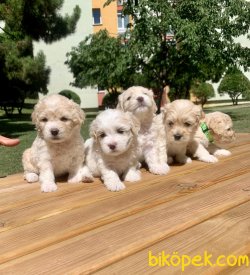 Maltipoo Mix Irk Yavrular 2