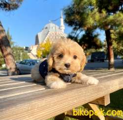 Bebek Surat Maltipoo Mini Yavrular 4