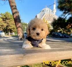 Bebek Surat Maltipoo Mini Yavrular 3