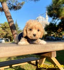 Bebek Surat Maltipoo Mini Yavrular 2