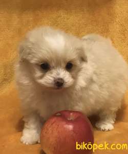 Maltipoo Mix Irk Yavrular 4