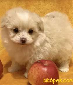 Maltipoo Mix Irk Yavrular 1