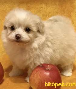 Maltipoo Mix Irk Yavrular 3