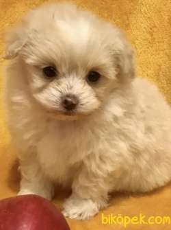 Maltipoo Mix Irk Yavrular 2
