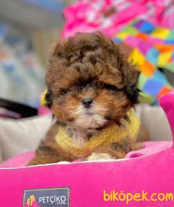 Maltipoo Mix Irk Yavrular 5