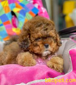 Maltipoo Mix Irk Yavrular 1