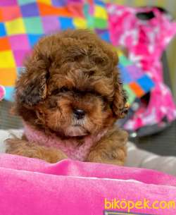 Maltipoo Mix Irk Yavrular 3
