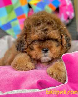 Maltipoo Mix Irk Yavrular 2