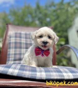 Maltipoo Morkie Desing Mini Boy Yavrularımız 5