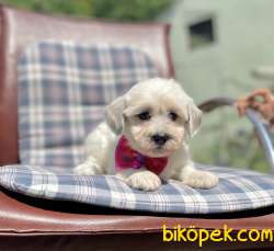Maltipoo Morkie Desing Mini Boy Yavrularımız 4