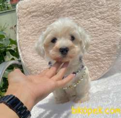 Maltipoo Morkie Desing Mini Boy Yavrularımız 1