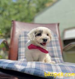 Maltipoo Morkie Desing Mini Boy Yavrularımız 2