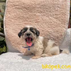 Maltipoo Morkie Desing Mini Boy Yavrularımız 3