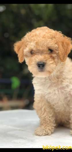MALTIPOO OĞLUM CARLOS 2