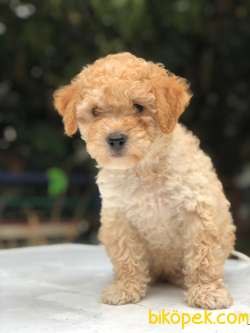 MALTIPOO OĞLUM CARLOS 1