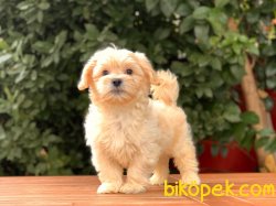 Maltipoo Oğlumuz 2