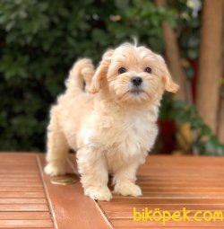 Maltipoo Oğlumuz 3
