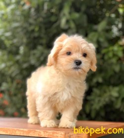 Maltipoo Oğlumuz 1