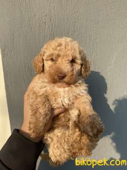 Maltipoo ORJİNAL 2