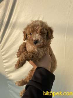 Maltipoo ORJİNAL 3
