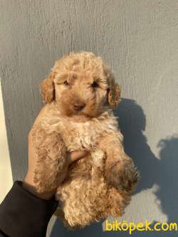 Maltipoo ORJİNAL 1
