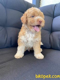 Maltipoo Orjinal Bicolour Yavrularımız 2