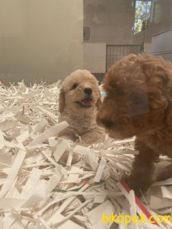 Maltipoo Orjinal Dizayn Irk Antialerjik Yavrular 2