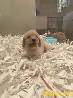 Maltipoo Orjinal Dizayn Irk Antialerjik Yavrular 3