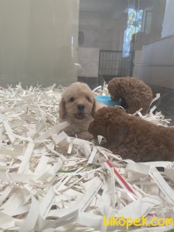 Maltipoo Orjinal Dizayn Irk Antialerjik Yavrular 1
