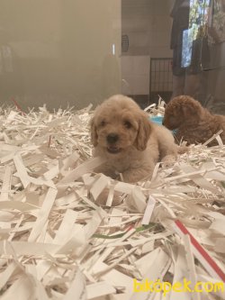 Maltipoo Orjinal Dizayn Irk Antialerjik Yavrular 4