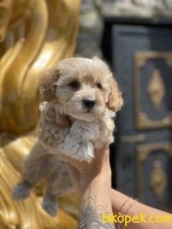 Maltipoo Orjinal Dizayn Irk Köpeğimiz Coockie 2