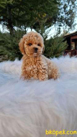 MALTİPOO Orjinal Safkan Tüy Dökmez Garantili 2