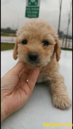 MALTİPOO Orjinal Safkan Tüy Dökmez Garantili 3