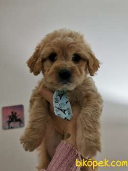 MALTİPOO Orjinal Safkan Tüy Dökmez Garantili 1