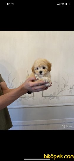Maltipoo Orjinal Tüy Dökmeyen  Antialerjik Yavrular 1